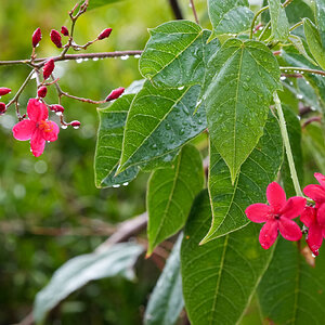 01-red_rain_flower.jpg