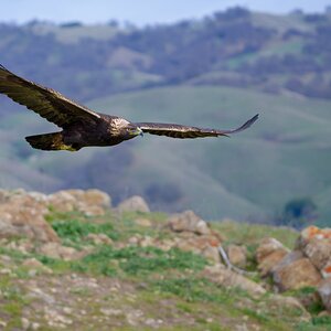golden eagle rock scene.jpg