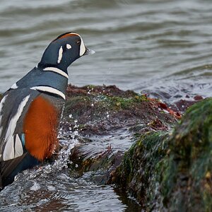 Harlequin Duck - Barnegat Lighthouse - 12312025 - 25 - DN.jpg