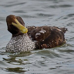 Common Eider - Barnegat Lighthouse - 12312025 - 04 - DN.jpg