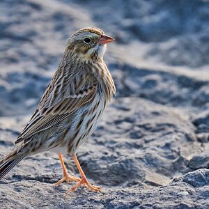 Savannah Sparrow Ipswich - Barnegat Lighthouse - 12312025 - 01 - DN.jpg