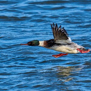 Red-Breasted Merganser - Barnegat Lighthouse - 12312025 - 11 - DN.jpg
