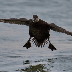 Black Scoter - Barnegat Lighthouse - 12312025 - 06 - DN.jpg