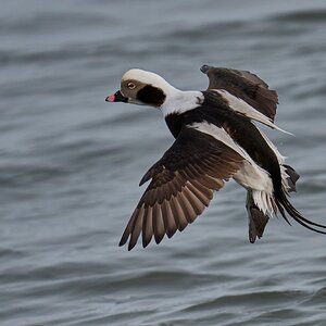 Long-Tailed Duck - Barnegat Lighthouse - 12312025 - 38 - DN.jpg