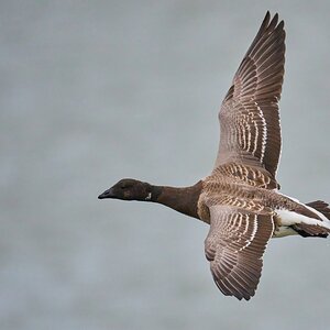 Brant - Barnegat Lighthouse - 12312025 - 03 - DN.jpg