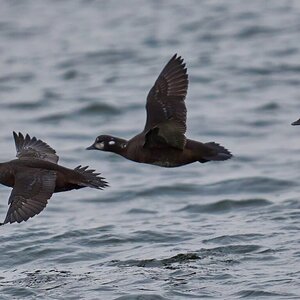 Harlequin Duck - Barnegat Lighthouse - 12312025 - 07 - DN.jpg