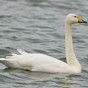 whopper swan 2025 1.jpg