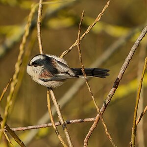 long tailed tit 2026.jpg