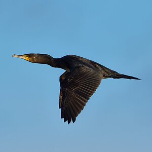cormorant 2026.jpg