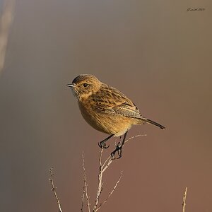stonechat 2025_7.jpg