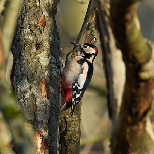 great spotted woodpecker 2026_9.jpg