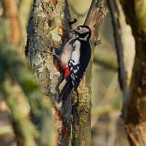 great spotted woodpecker 2026_6.jpg