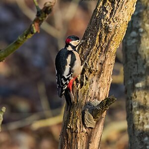 great spotted woodpecker 2026_2.jpg