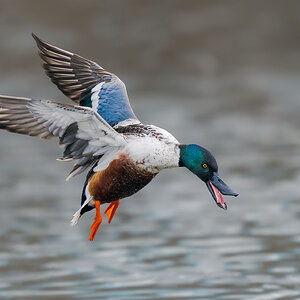 Northern-Shoveler_RP16403-.jpg