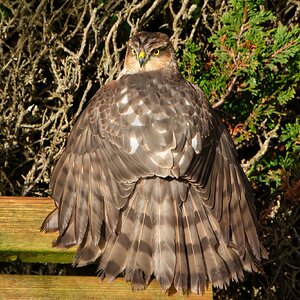 DSC05172 - Sparrowhawk.jpeg