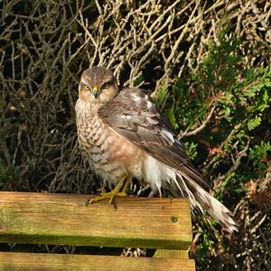 DSC05550 - Sparrowhawk.jpeg