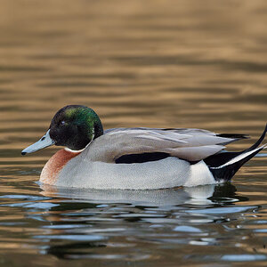 Mallard-x-Northern-Pintail-(hybrid)-6588-DxO_DeepPRIME-3.jpg