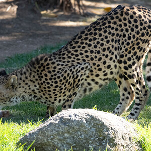 Cheetah_Downward_Dog.jpg