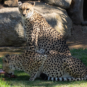 Cheetah_keeps_watch.jpg