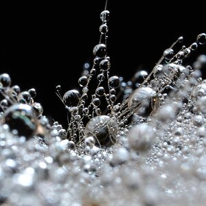 Dandelion Seed - 12072025 - 05 - DN.jpg