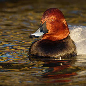 Pochard_.jpg