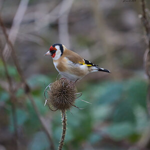 goldfinch 2026_3.jpg