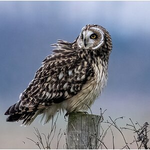 DSC08403 Firefly Upscaler 2x scale.jpg