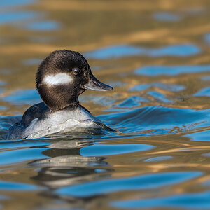 Bufflehead-8221.jpg