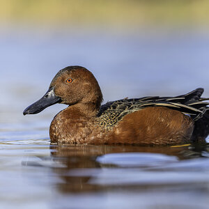 55061265808_2ce564a6db_o (1).jpg