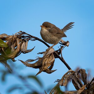 _7RV7152__Female_Superb_Fairy-wren.jpg