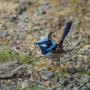 _7RV7206_Superb_Fairy-wren.jpg