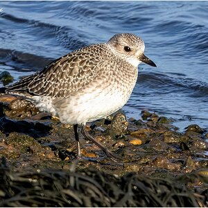 DSC08778 Firefly Upscaler 2x scale.jpg