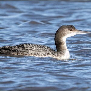 DSC08580 Firefly Upscaler 2x scale.jpg