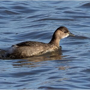 DSC08652 Firefly Upscaler 2x scale.jpg