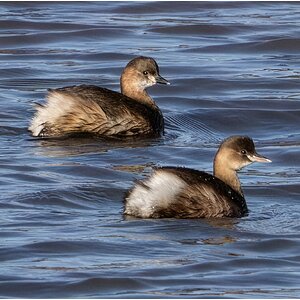 DSC08678 Firefly Upscaler 4x scale.jpg