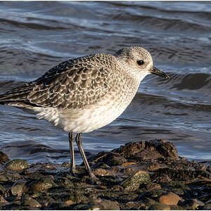 DSC08787 Firefly Upscaler 2x scale.jpg