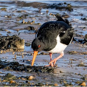 DSC08826 Firefly Upscaler 2x scale.jpg