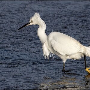 DSC08854 Firefly Upscaler 2x scale.jpg