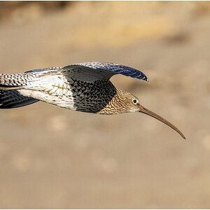 DSC08966 Firefly Upscaler 2x scale.jpg