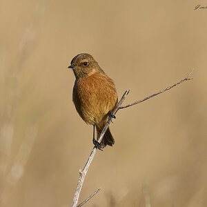 stonechat 2026_2.jpg