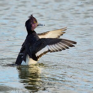 tufted duck 2026 1.jpg