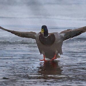 Mallard - Brandywine - 02012026 - 01 - DN.jpg