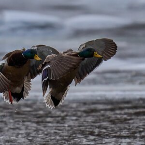Mallard - Brandywine - 02012026 - 02 - DN.jpg