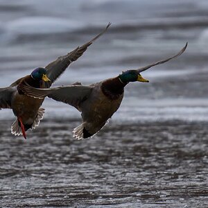 Mallard - Brandywine - 02012026 - 03 - DN.jpg