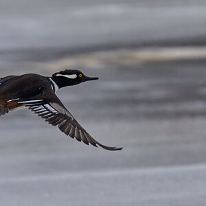 Hooded Merganser - Brandywine - 02012026 - 21 - DN.jpg
