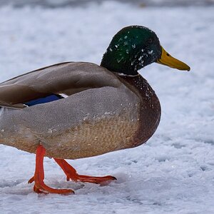 Mallard - Brandywine - 02012026 - 06 - DN.jpg