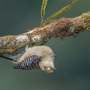 Red-crowned-Woodpecker_DSC2351-Edit.jpg
