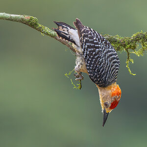 Red-crowned-Woodpecker_DSC3699-Edit.jpg