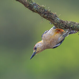 Red-crowned-Woodpecker_DSC3754-Edit.jpg