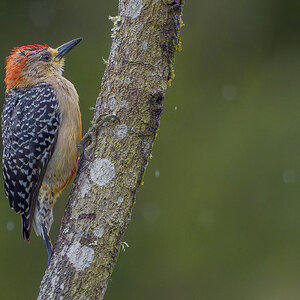 Red-crowned-Woodpecker_DSC4342.jpg